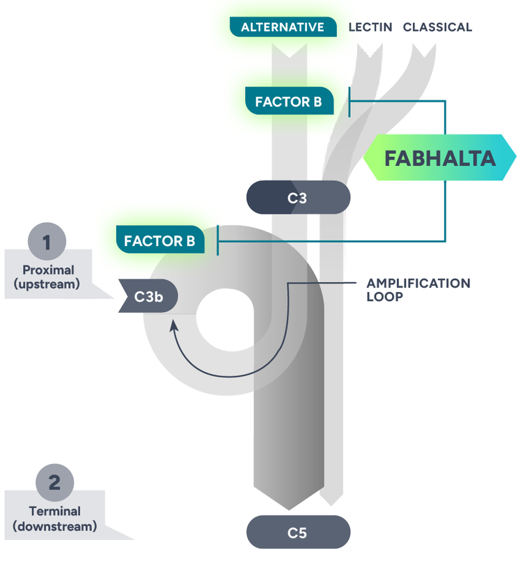 Graph illustrating the FABHALTA mechanism of action.